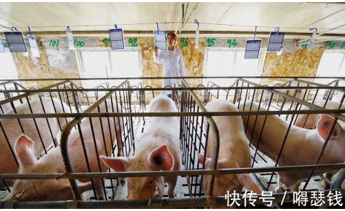 生猪期货是白条吗（生猪期货是白条吗还是黑条）