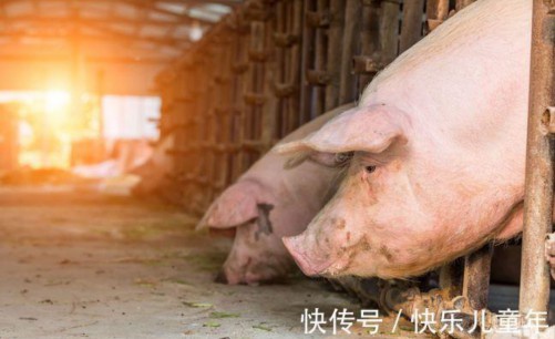 生猪出栏价和白条价差多少（生猪出栏价和白条价差多少合适）